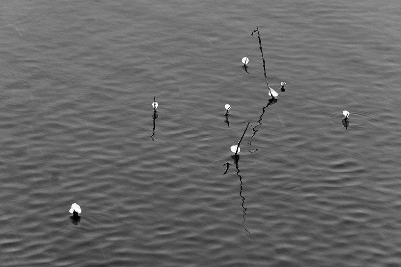 Schilf mit Eisbrocken von joyce kool