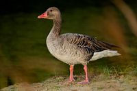 Greylag goose