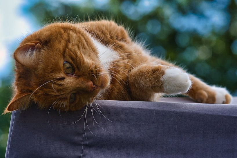 Rot-weiße Katze entspannt sich auf einem Dach von Jolanda de Jong-Jansen