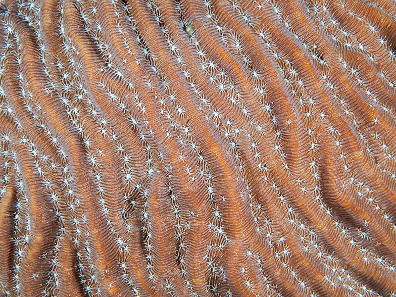 Details of coral, abstract pink by René Weterings