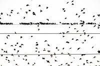 Group Starlings on electric wire in black and white