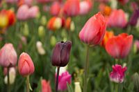 Hollands bollenveld met tulpen in alle kleuren in de Keukenhof