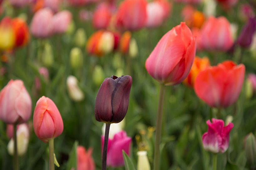 Hollands bollenveld met tulpen in alle kleuren in de Keukenhof par Renske Breur