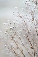 Mûrs sur les branches