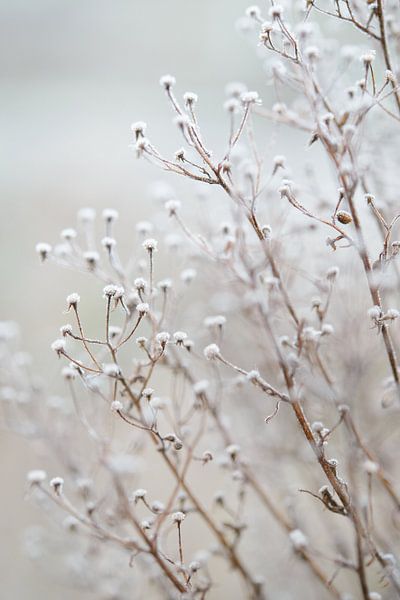 Mûrs sur les branches par Evelien IJpelaar