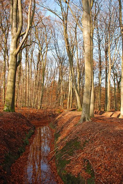 Als de blaadjes zijn gevallen... in het bos. von Fred Fiets