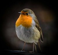 Robin