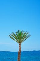 Palm tree on the coast of Ibiza Spain