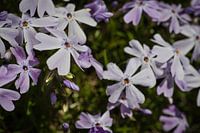 Cushion phlox