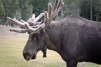 Moose
