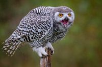 Snowy owl sitting on a tree stump