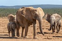 Elephant family