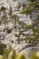 Un écureuil se prélassant au soleil à la base du Half-Dome