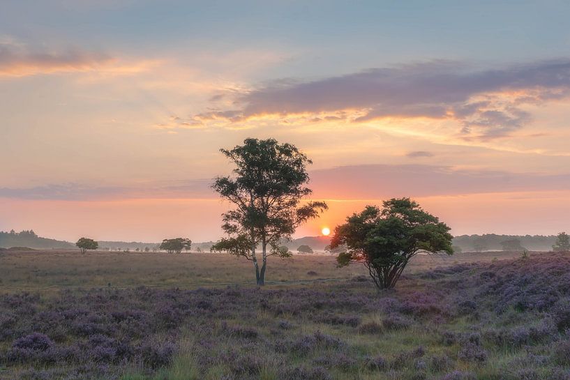 Südheide von Jan Koppelaar Fotografie