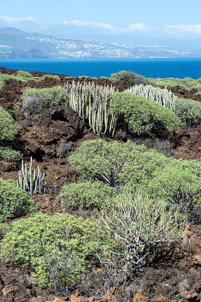 Cacti à Malpaís de Güímar sur Tenerife par Karin de Jonge
