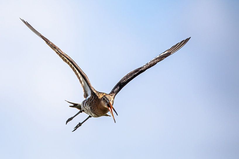 Black-tailed godwit by Linda Raaphorst