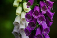 Fingerhut Nahaufnahme