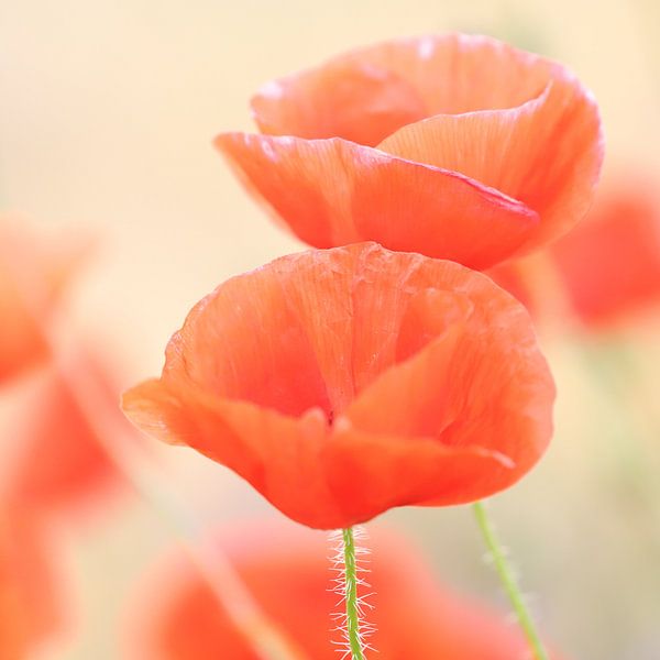 Poppy still life by Heike Hultsch