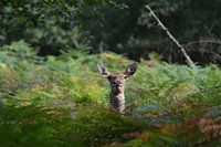 Cerf rouge en couverture.