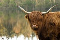 Highlander in the lowlands