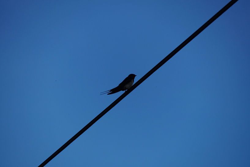 Vogel einsam auf einem Draht gegen den blauen Himmel von wil spijker
