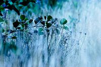 Bloemetjes, veldbloemen, planten, bermen, graan