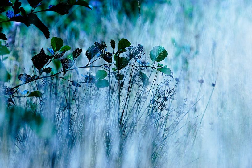 Bloemetjes, veldbloemen, planten, bermen, graan von Anouk Timmerman
