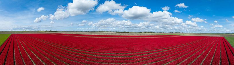 Tulips in agricutlural fields during springtime seen from above by Sjoerd van der Wal Photography