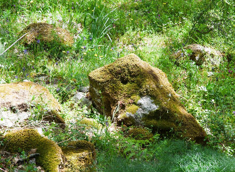 &quot;Frosch in grün von Erna Kampman