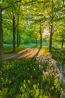 Maximapark (Leidsche Rijn)