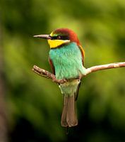 bee-eater