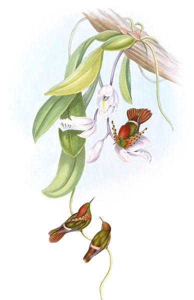 Coquette tufted, John Gould par Hummingbirds