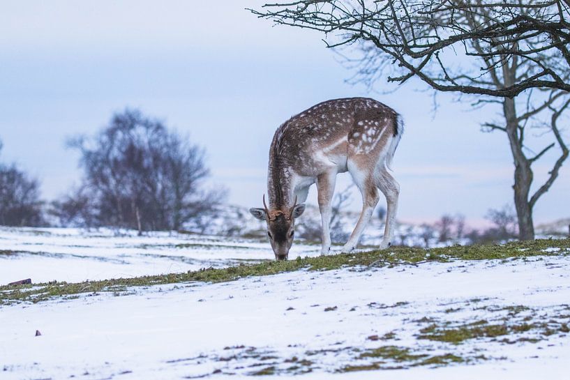 Damhirsch mit Sonnenuntergang im Schnee von Anne Zwagers