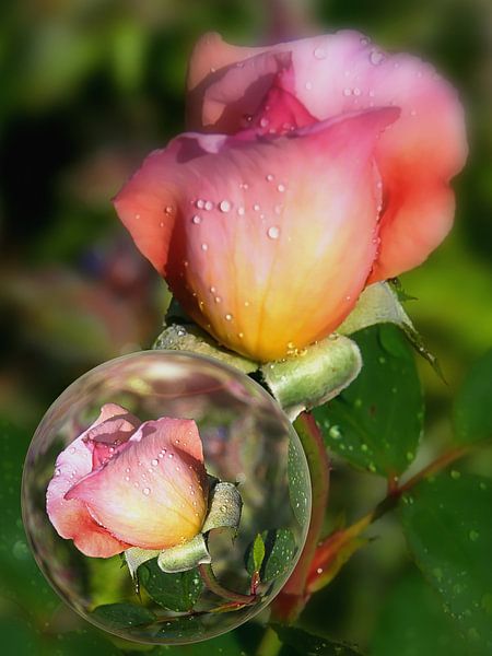 In the glass ball - rose macro by Christine Nöhmeier