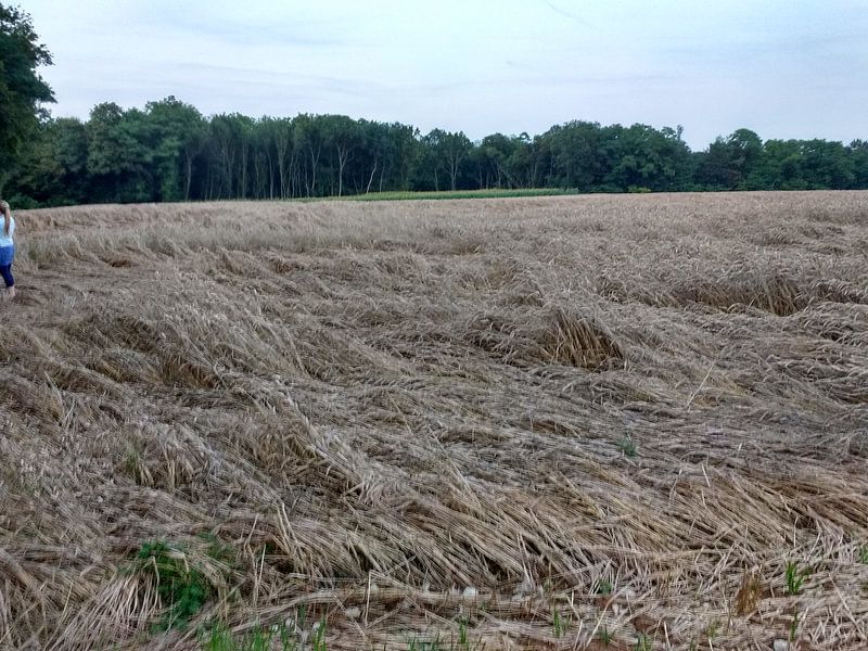 Een platgeslagen korenveld na de eerste overnachting by Veluws