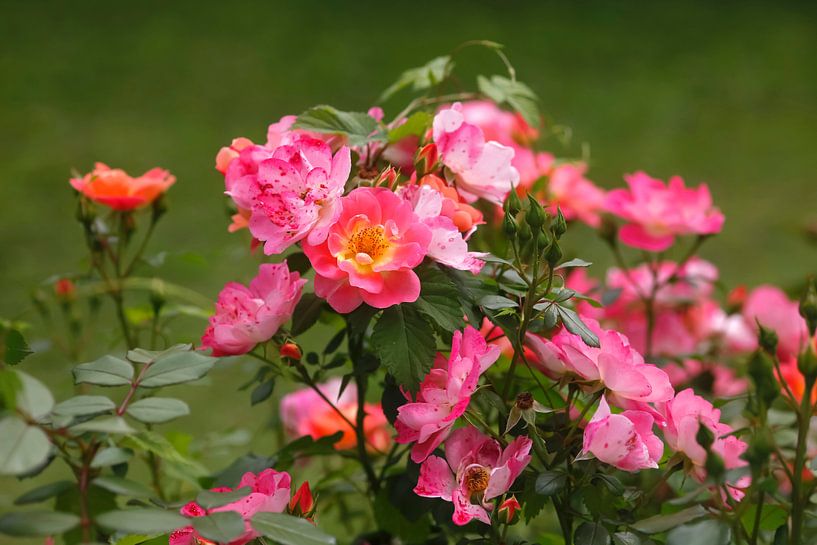 Rose von Thomas Jäger