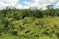 rice fields in Bali