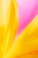 Dahlia art - yellow pink - macro photography