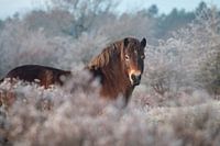 Exmoor-Pony im Winter