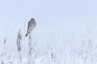 In the freezing cold...