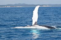 Speelse silhouet van een bultrug