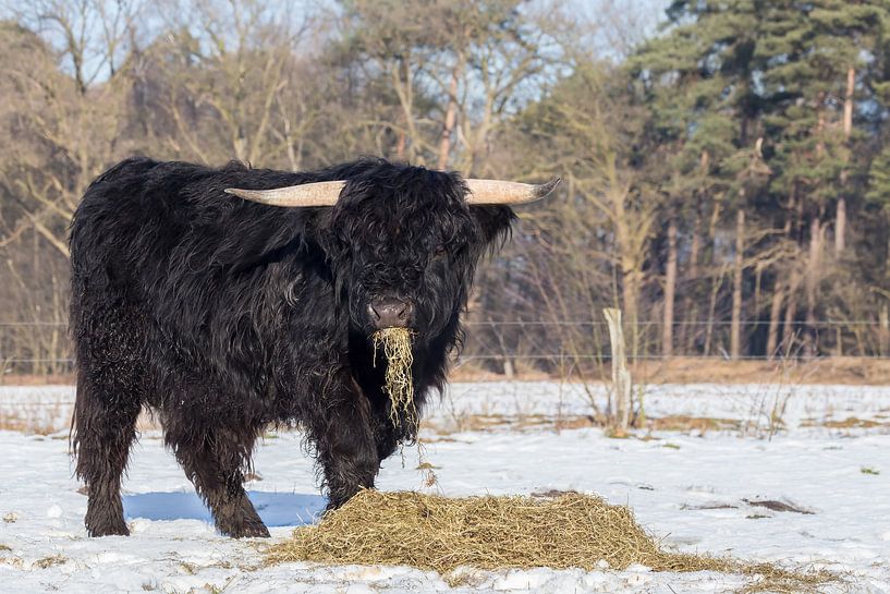 Black scottish highlander bull eating hay in meadow with snow by Ben Schonewille
