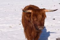 Highland cow in winter (2 of 3)