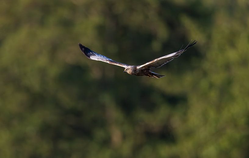 Harrier flies past the forest by Inge van den Brande