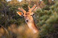 Neugierige kleine Hirsche