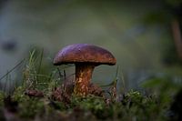 (bouleau) bolet parmi l'herbe