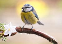 Blaumeise auf Ast mit Blüte und Regentropfen im Frühling