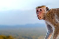 Monkey with open mouth