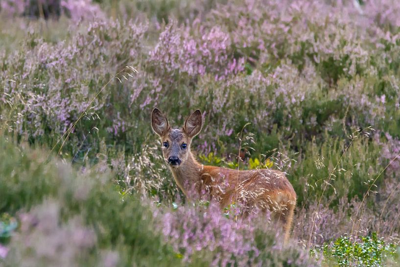 Ree vanuit de heide  von Erik Meier