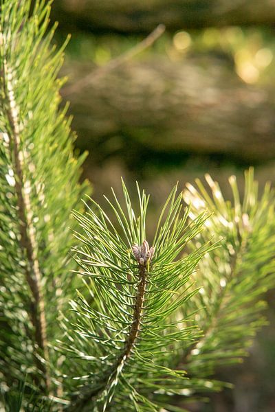 Pine needles glitter in the sun by Marc van den Elzen
